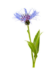 Fototapeta premium Mountain cornflower isolated on a white background.