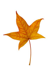 Yellow leaf of American sweetgum on a white background