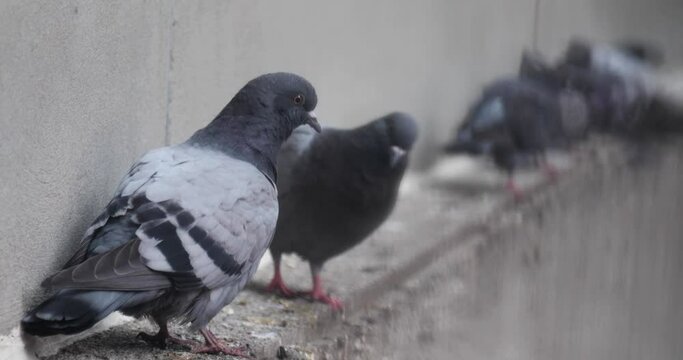 Close up of pigeons on a ledge in a city.