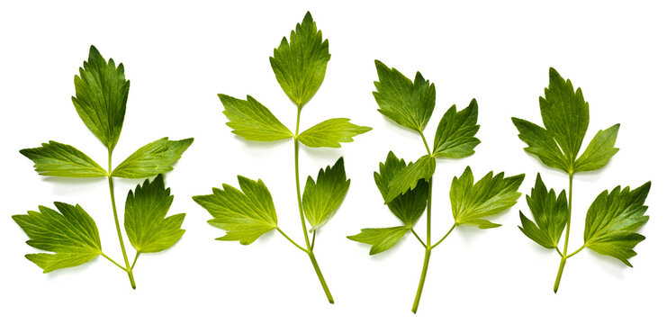 Leaves of lovage on the white background