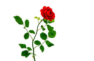 Fototapeta premium Red rose isolated on white background.