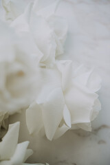 white rose macro