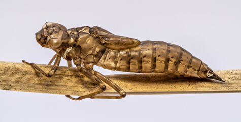 An exuvia from a dragonfly against a light background
