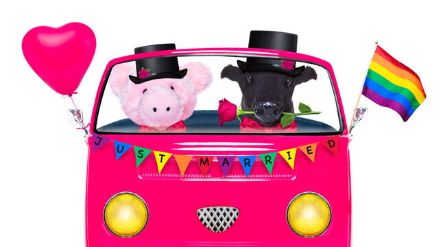 couple of two same sex animals driving  a  pink car or van just married, on gay pride day or csd