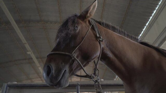 Quarter horse stallion