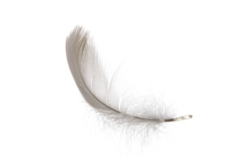 white feather isolated on white background