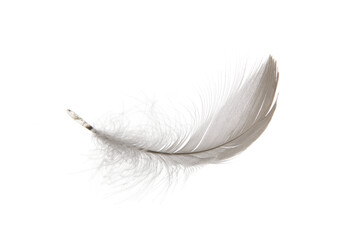 white feather isolated on white background - obrazy, fototapety, plakaty
