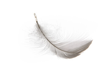 white feather isolated on white background