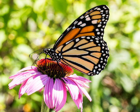 Monarch Butterfly on coneflower.