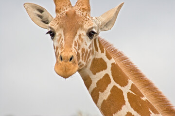 Close-up of a Giraffe neck and head on a white background