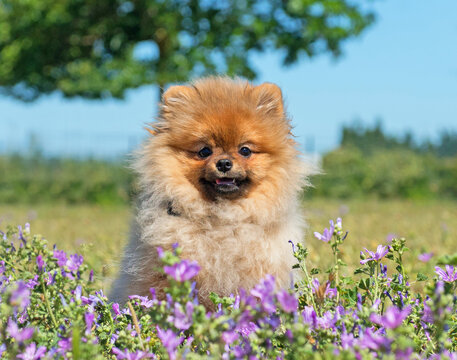 puppy pomeranian spitz sitting in the flowers