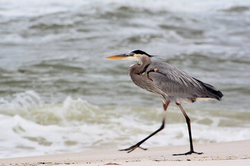 Heron walking on the beach