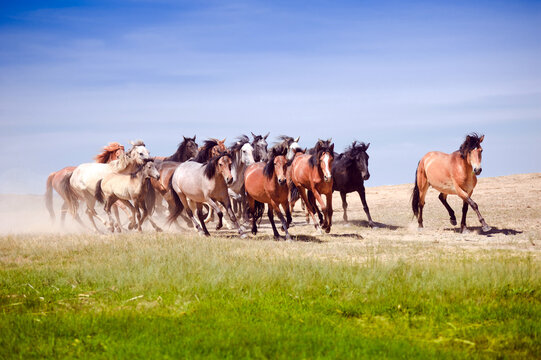 The herd of horses quickly rushes through the steppe.