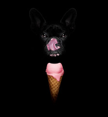 french bulldog in dark isolated background ,with a waffle cone of cold and fresh yummy delicious strawberry ice cream