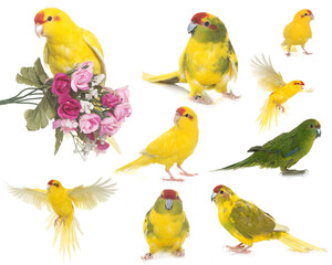 Red-crowned parakeet in front of white background