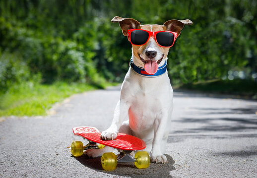 jack russell terrier dog  riding a skateboard as a skater , with sunglasses in summer vacation