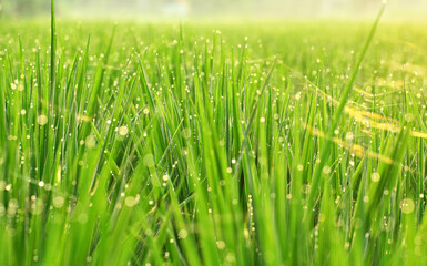 Fototapeta na wymiar a dew drops on the grass