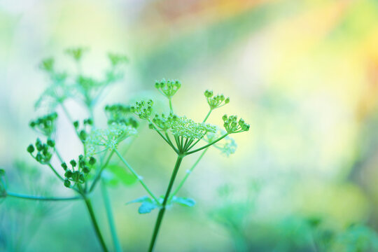 Closeup Photo Of A Gentle Green Flowers Over Blurry Pastel Background, Spring Season, Beauty Of Wild Nature