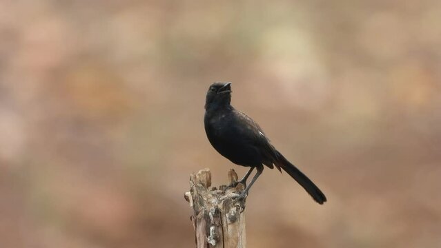 Black robin female - waiting pry
