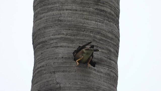 Beautiful maina bird i tree nest .