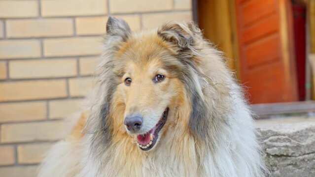 Face Of A Beautiful Attentive Rough Collie Dog Waiting At House Door. Slow Motion Close Up