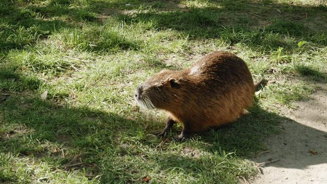 single Myocastor or Nutria eating in, Prague	, Vltava River.