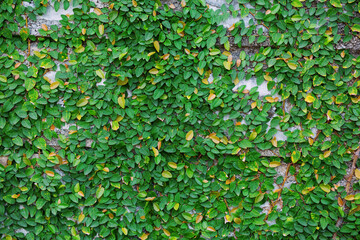 Gecko plant grows on a brick wall.