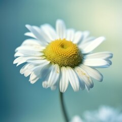 One delicate flower of chamomile on bright background. Concept of purity and refinement of nature. Generative ai