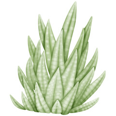 Big group green haworthia limifolia illustration