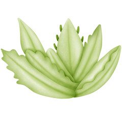 Single green Aloe Mitriformis Variegata illustration