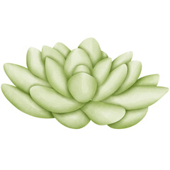 Single green Echeveria Lau illustration