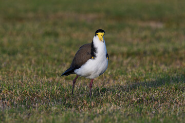  Australian adult Masked Lapwing -Vanellus miles, novaehollandiae- wing spurs showing walking short dewy grass 