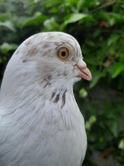 Write  pigeon 