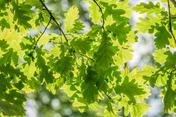 Fototapeta na wymiar Green oak leaves on a natural blurred background.