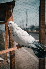 pigeon on the fence