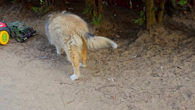 A Rough-Collie Puppy is playing alone in the middle of the road with dust in the morning