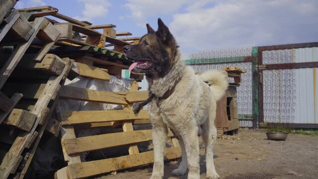 Large American Akito on a chain. Pet tied up on a hot summer day.Animal protection concept