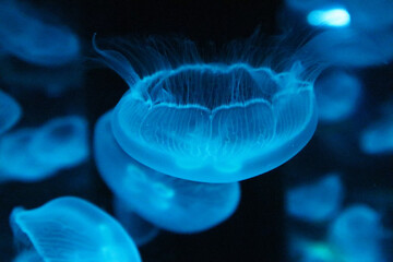 Obraz premium The Fantastic World of Jellyfish