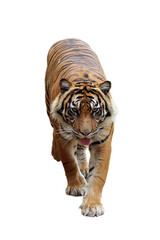 Portrait of young bengal tiger on isolated backround