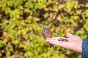 Obraz premium The boy feeds the birds with seeds from his hand. Sparrow eats seeds from the boy's hand