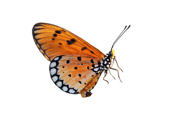 Butterfly on white background