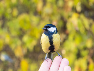 Obraz premium A tit sits on a man's hand and eats seeds.
