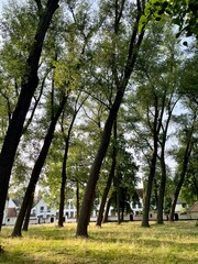 Fototapeta premium Leaning trees of Brugge beautifully seen on a lush bed of grass in the small but quaint town