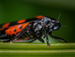 Macrophotography of a Black-and-red Froghopper (Cercopis vulnerata). Extremely close-up and details.