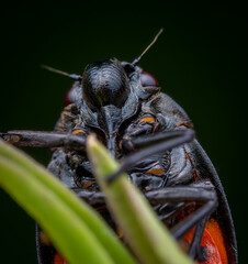 Macrophotography of a Black-and-red Froghopper (Cercopis vulnerata). Extremely close-up and details.