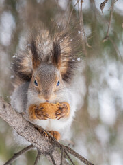 The squirrel with nut sits on tree in the winter or late autumn