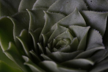 Succulents plants