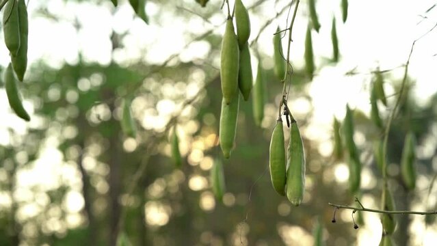 White silk cotton tree or ceiba tree, inside the fruit will have a fluffy white kapok and there are many seeds, Used to make pillows or blankets.