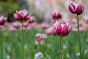 Flowerbed in the botanical garden with terry purple tulips