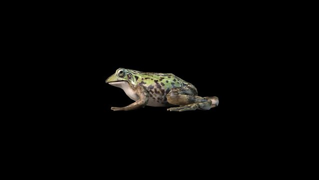 A frog walking on black background, 3D animation, animated animals, seamless loop animation